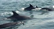 Eine Gruppe Delfine. Nur wenn ganz viele Delfine in einem Schwarm zusammenkommen, trauen sie sich dicht an die Boote und lassen sich streicheln, sagen die Fischer. Gerade schwimmen rund 30 Tümmler vor der Insel Qeshm auf und ab - ganz zur Freude der iranische Touristen. Wer aus dem Smog von Teheran kommt, genießt die Seeluft.
