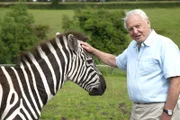 David Attenborough avec un zèbre. Leurs rayures ont longtemps dérouté la science.