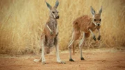 Kangaroos, Australia