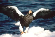 Nach kurzer Verschnaufpause erhebt sich der Riesenseeadler wieder vom Meereis in die Lüfte ...