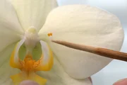 In der Orchideenzucht werden die Blüten bestäubt.