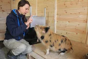 "Forscher aus Wien trainieren Schweine darauf, menschliche Gesichter zu erkennen"