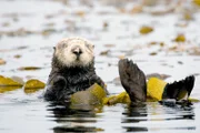 Seeotter, Ohrenrobben und andere Arten entwickeln sich gut geschützt inmitten der großen submarinen Algenwälder.