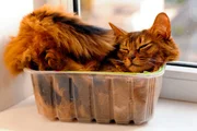 cat in plastic box