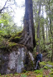 hr-fernsehen EXPEDITION HIMALAJA (3), Die Spur führt zum Tigerberg, Dreiteilige Sendereihe, Ein Film von Henry Mix, am Samstag (09.05.15) um 20:15 Uhr.
Henry Mix passiert auf seiner Suche nach Tigern uralte Bäume im Nebelwald Bhutans.