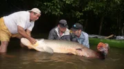 Chris Owens and Thad Robison struggle to hold a huge Arapaima fish in Ecuador.