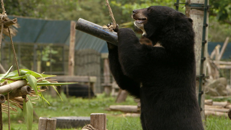 Vietnam - Das Schicksal der Mondbären (D, 2016)