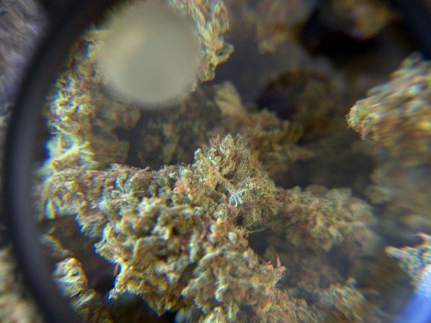 Red strands and THC crystals on a marijuana bud.