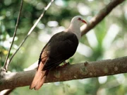 Auch der Pink Pigeon ist auf Mauritius heimisch.