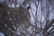 Im Winter fallen die Temperaturen in den Rocky Mountains auf minus 15 Grad. Dem Kanadischen Luchs scheint dies nichts auszumachen