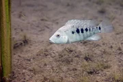 Herichthys minckleyi