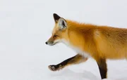 Ein Rotfuchs hält im Winter im Yellowstone-Nationalpark Ausschau nach Nagetieren, die unter der dicken Schneedecke verborgen sind.