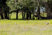 Störche gehören zum Spreewald dazu: Im Frühling kehren sie aus ihren afrikanischen Winterquartieren zurück und genießen hier optimale Brutbedingungen.