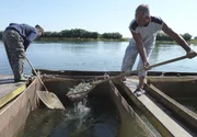 MDR Fernsehen RUSSLANDS SEELE - RUSSLANDS STOLZ (2), am Dienstag (07.08.12) um 19:50 Uhr.
Handarbeit - die Störe werden im Wolgadelta ausgewildert
(Foto kann für alle Folgen verwendet werden)