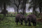 MOZAMBIQUE - Two calves play in the morning mist. Gorongosa National Park, Mozambique.