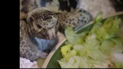 Schildkroete02