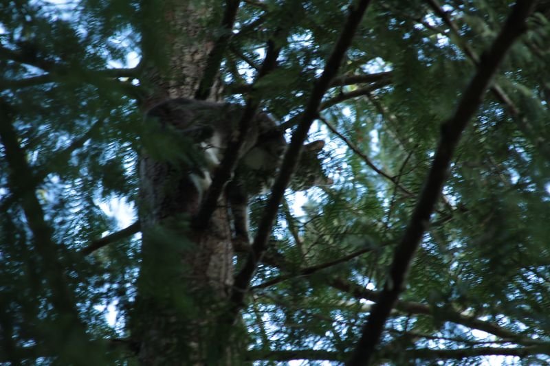 die Katze auf dem Baum