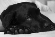 krank Hund