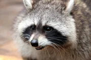 Raccoon.