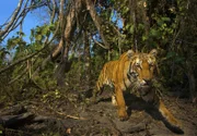 ARD/NDR EXPEDITION HIMALAJA, "Die Spur führt zum Tigerberg", am Montag (28.11.11) um 20:15 Uhr im ERSTEN.
Ein Bengalischer Tiger beäugt misstrauisch die Kamerafalle, die gerade ein Foto von ihm macht.