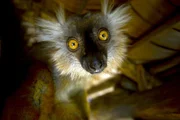 Lemuren gibt es nur auf Madagaskar.