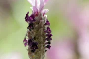 Der Lavendel, der vor allem für seinen wohlriechenden Duft bekannt ist, hat seinen Ursprung in den Küstenregionen des Mittelmeerraumes.