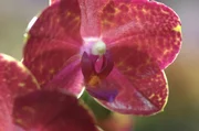 In der heutigen Sendung wird eine Orchideengärtnerei besucht.