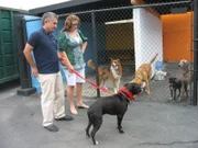 Cesar and Jillian working with Big Boy at the Paul Frank office Dog Park.