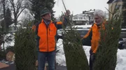 Bescherung in Mitterteich: Kostenlos verteilen die Forstbetriebe in der Oberpfalz Christbäume an Bedürftige.