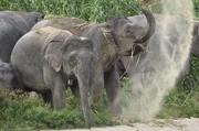 Der Asiatische Elefant wird auch heute noch als Lasttier eingesetzt. Hauptsächlich dient er aber der Belustigung von Touristen.