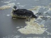 Ein mysteriöser Schaum wird einigen Wasservögeln vor der US-Westküste zum Verhängnis ...