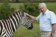 Naturforscher Sir David Attenborough mit einem Zebra: Dieses gestreifte Fell ist einzigartig im Reich der Säugetiere.