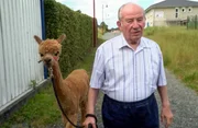 Senior Willi mit Alpaka Madita, Bauernhof Pusch