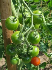 Tomaten im Querbeet-Garten.