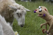 Die Erdmännchen Jan und Henry machen eine tierische Bekanntschaft.