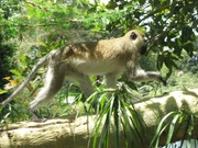Affen im Tvaso-West Nationalpark.