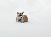 Fix der Fuchs