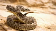 A rattlesnake ready to attack.