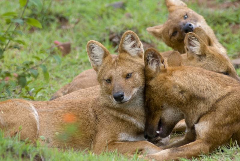 Kennai's happy family as seen on The Pack.