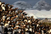 Eselspinguine brechen zur Futtersuche auf.