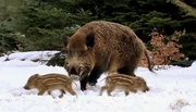 Wildschweine im Schwarzwald.