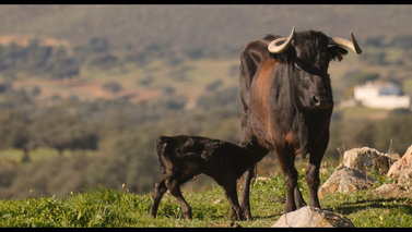 Toro - Spaniens Kampfrinder (E, 2016)