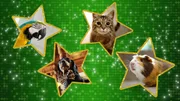 (1. Staffel) - Game of Pets - Artwork