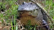 Krokodil