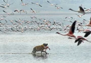 Hyäne auf der Jagd im Lake Nakuru.