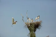 Der große Storchenvogel Jabiru baut seine Nester auf hohen Bäumen.