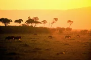 Gnus.