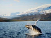 A humpback whale breaches in a fjord.