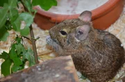 Neben Heu als Grundnahrung mögen Degus frisch geschnittene Äste zum Fressen gern.