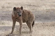 Hyena